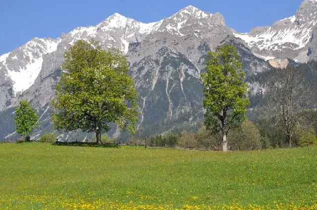 Blühende Sommerwiese mit Bäumen vor der Dachstein-Südwand
