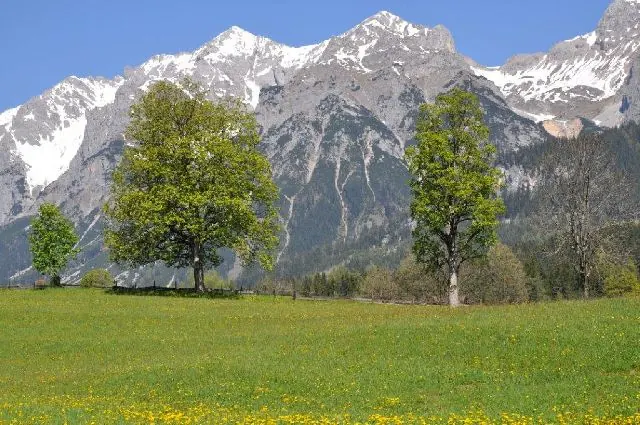 Sommerwiese vor der Dachstein-Südwand