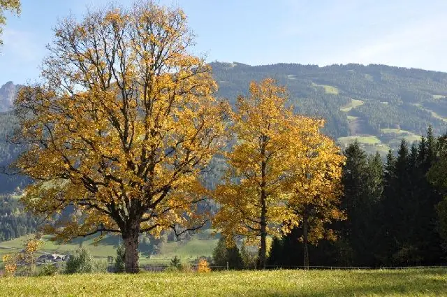 Goldene Herbstbäume vor dem Ennstal und den Bergen