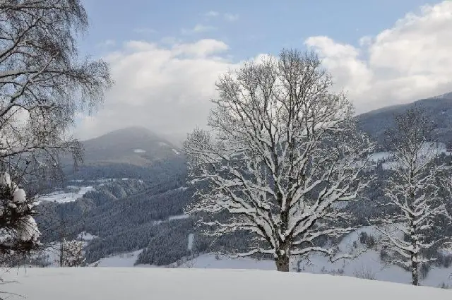 Verschneiter Baum auf der Wiese, dahinter Wolken über den Bergen