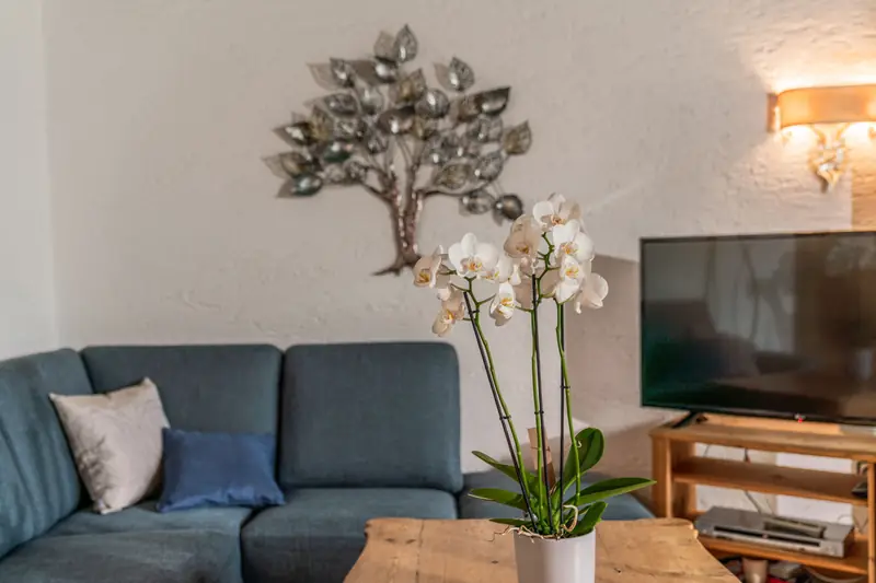 Sofa und Fernseher mit Orchidee